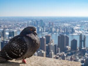 #PigeonIntelligence #WartimeHeroes #PigeonHeroes #CherAmi #AmericaKaiser #MedicalDiagnostics #BreastCancerDetection #PigeonResearch #AnimalIntelligence #HomingPigeons #WWIPigeons #WWIIPigeons #PigeonHistory #InnovativeDiagnostics #NatureAndTechnology #HistoricalPigeons #PigeonsInScience #PigeonsInMedicine #PigeonContributions #PigeonStudies,R Tamara de Silva,Wartimeheroes,cherami,AmericaKaiser,Breastcancerdetection,medicaldiagnostics,animalintelligence,WWIIigeons,pigeonsinmedicine