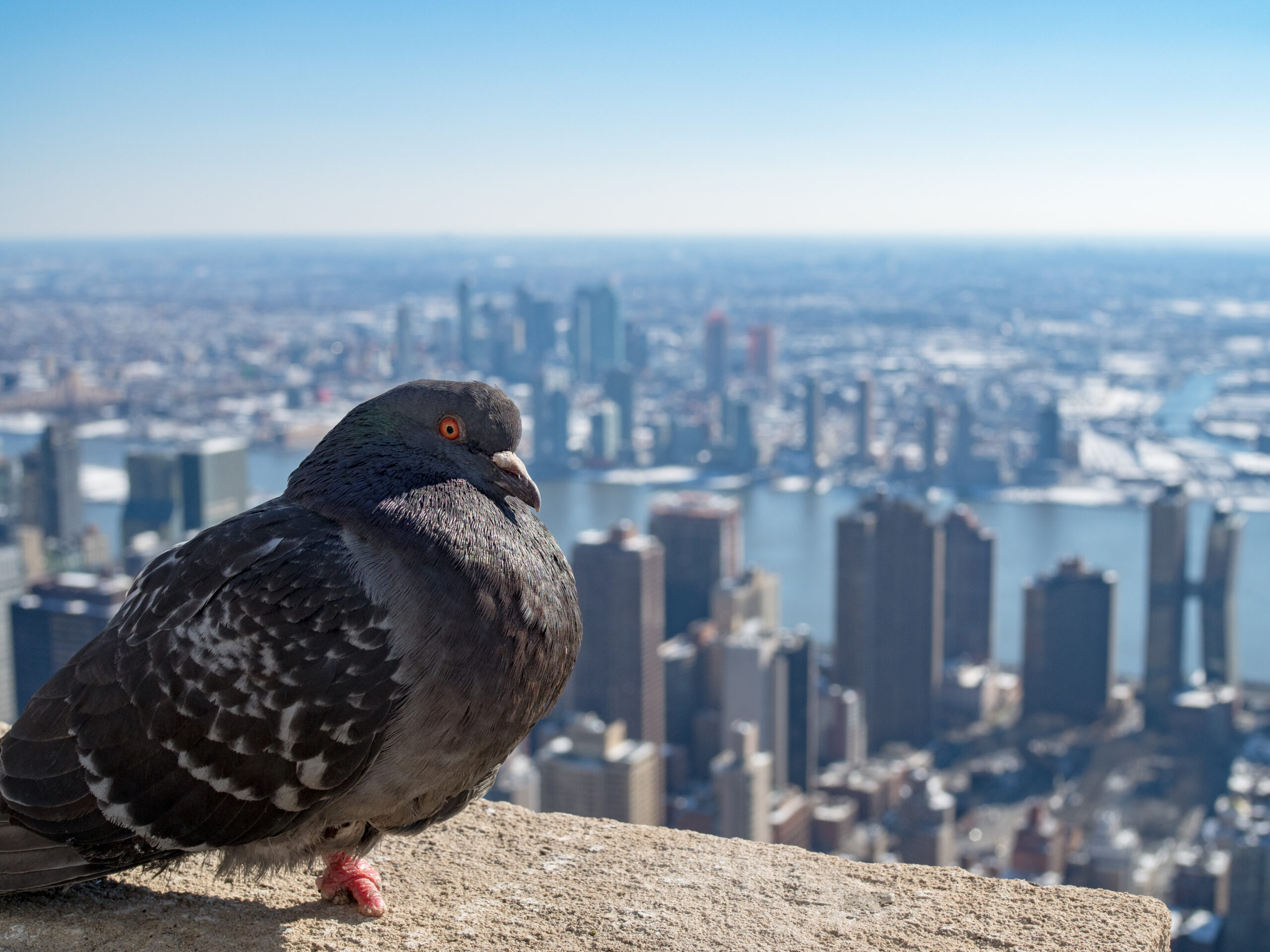 The Remarkable Pigeon: From War Heroes to Detecting Breast Cancer - R ...